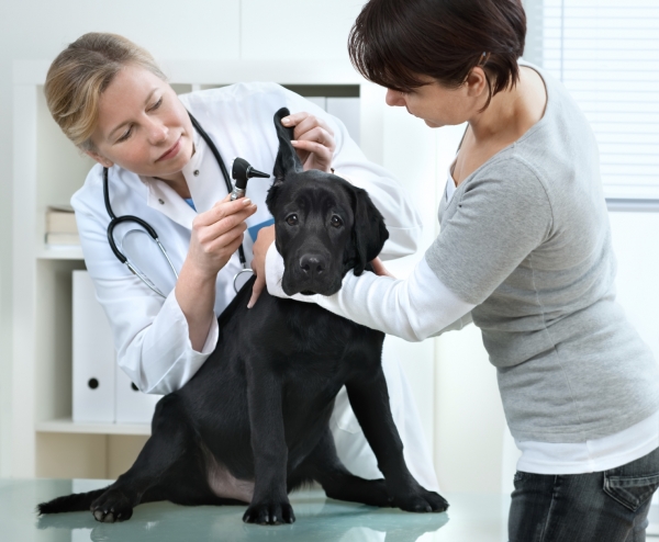 Image result for Vet Clinics